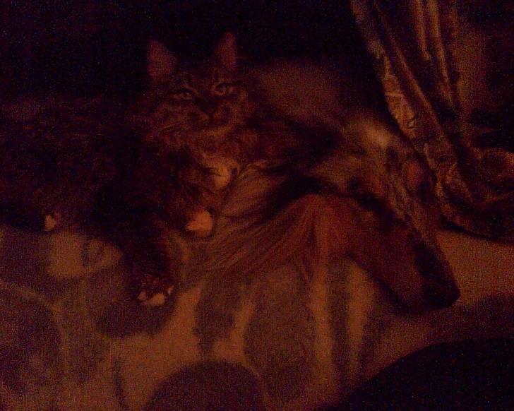 Collie langhåret Old Golden Gates "Tarzan" RIP ;( billede 8