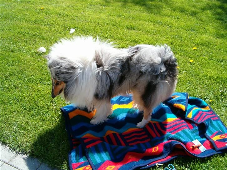 Collie langhåret Old Golden Gates "Tarzan" RIP ;( billede 9