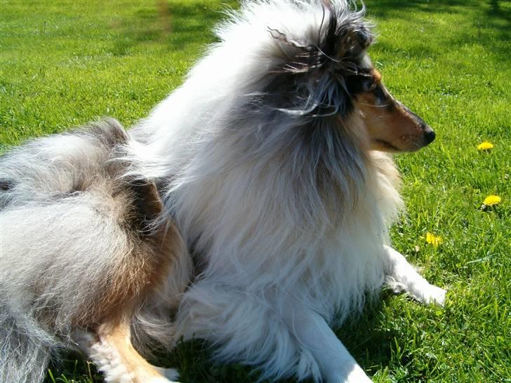 Collie langhåret Old Golden Gates "Tarzan" RIP ;( billede 10