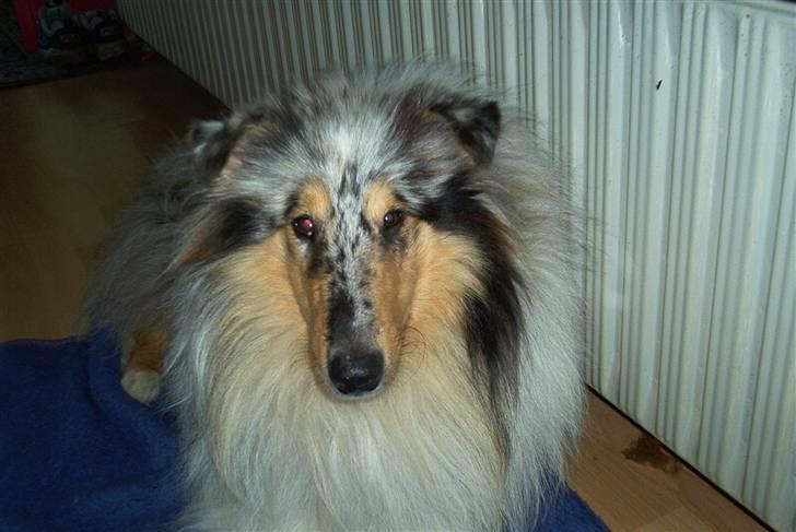 Collie langhåret Old Golden Gates "Tarzan" RIP ;( billede 11