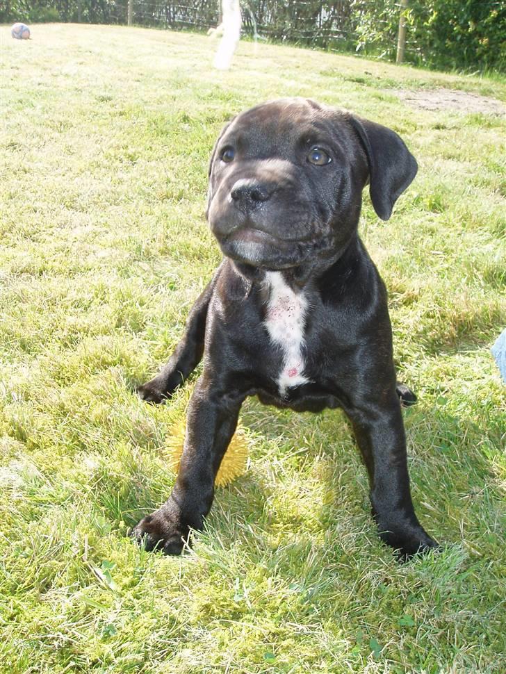 Staffordshire bull terrier Franz - 9uger gammel, dejlig dreng billede 7
