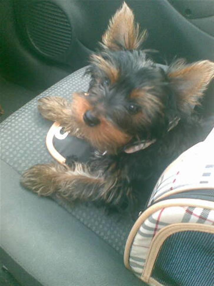 Yorkshire terrier Alfred billede 13