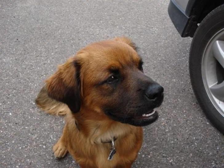 Blanding af racer Basse Ib billede 7