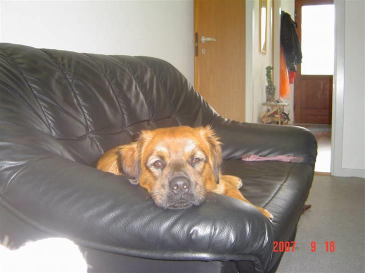 Blanding af racer Basse Ib billede 8