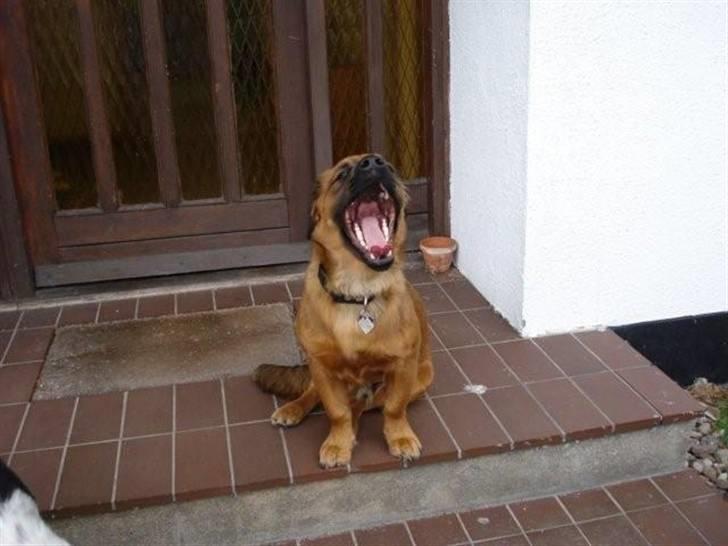 Blanding af racer Basse Ib - Gaab... billede 9