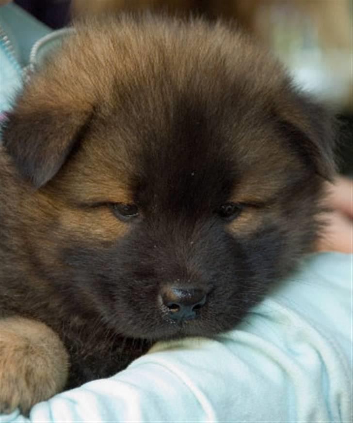 Eurasier Spike - Ham kunne vi ikke stå for. billede 8