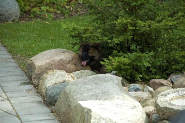 Eurasier Spike - Jeg finder lige en plads i skyggen. billede 10