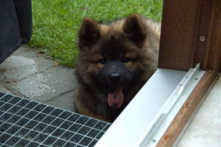 Eurasier Spike - Jeg er lige glad med at det regner. billede 11