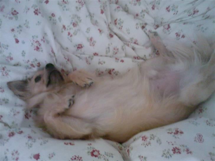 Chihuahua Nikki billede 11