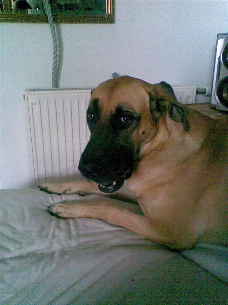 Blanding af racer Nala billede 8