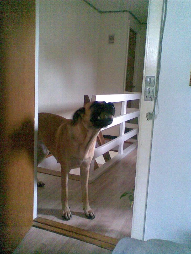 Blanding af racer Nala billede 9