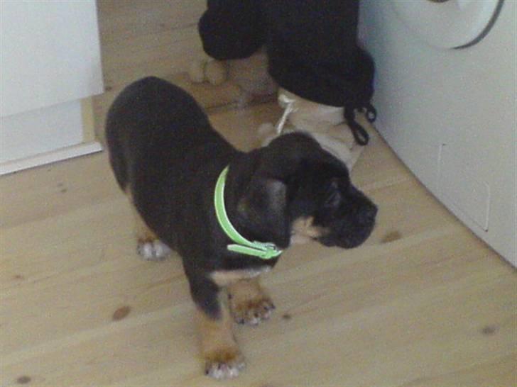 Blanding af racer Hendrix - Udfosker mit nye hjem billede 10