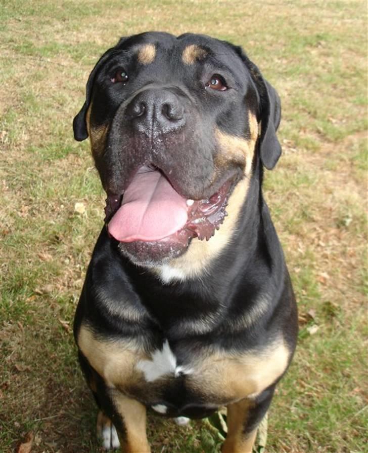 Blanding af racer Hendrix billede 11