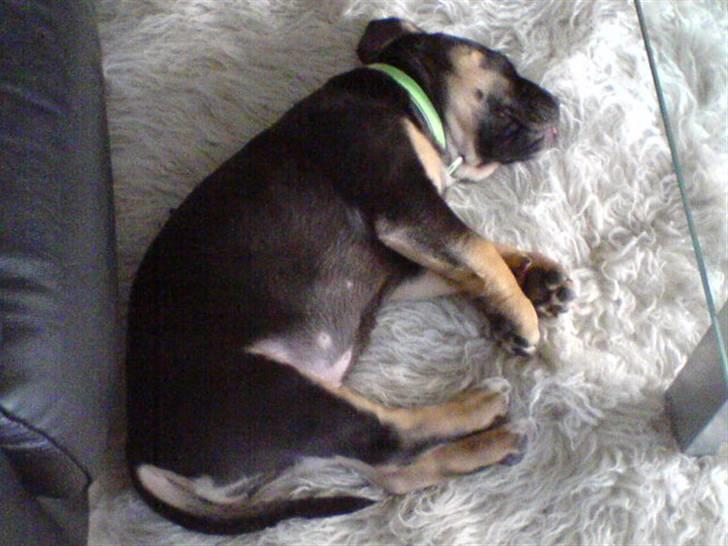 Blanding af racer Hendrix - Det er altid godt med en lur efter en god tur i haven billede 12