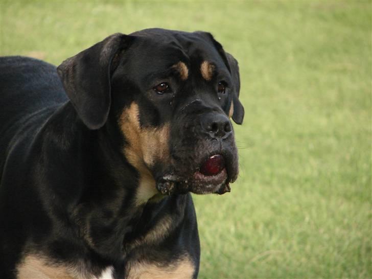 Blanding af racer Hendrix billede 13