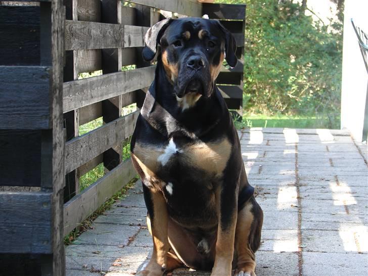 Blanding af racer Hendrix - Sidder bare her og er rigtig dejlig billede 14