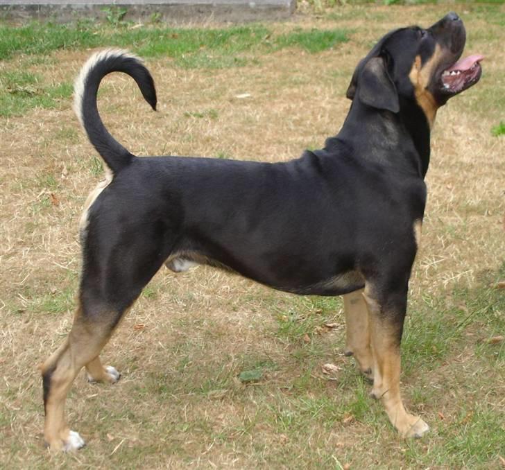 Blanding af racer Hendrix - Jeg er allerede en stor flot vagthund billede 15