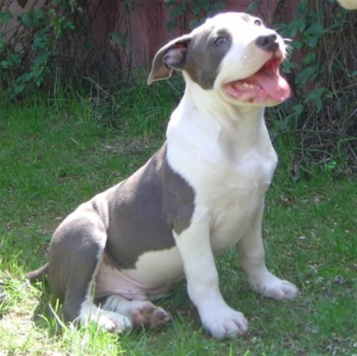 Amerikansk staffordshire terrier Chiko - When he was a Puppy billede 15
