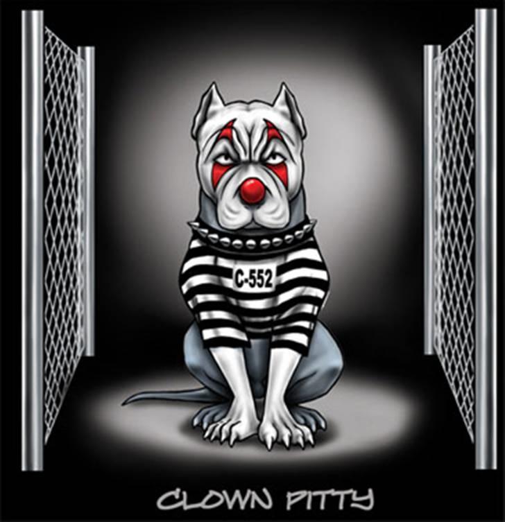 Amerikansk staffordshire terrier Chiko billede 16