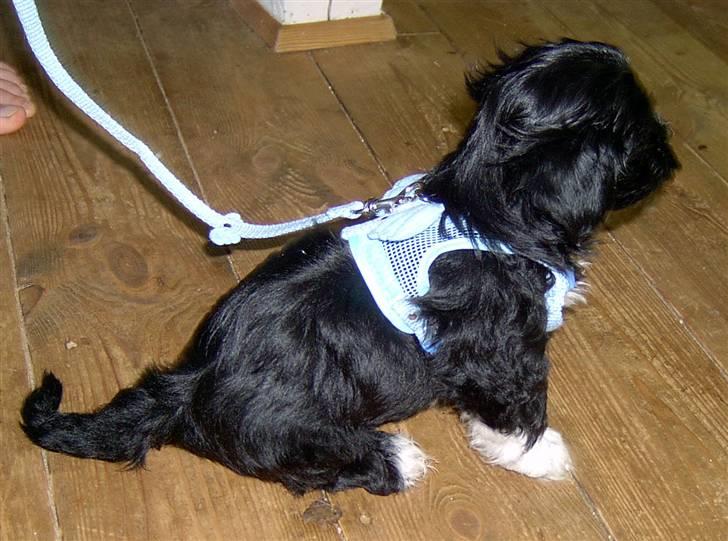 Lhasa apso JUANITA - Også en af Nitte´s hvalpe Emelie med sele på :´) billede 11