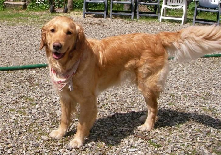 Golden retriever Tikki - Tikki har den flotte gyldne farve billede 8