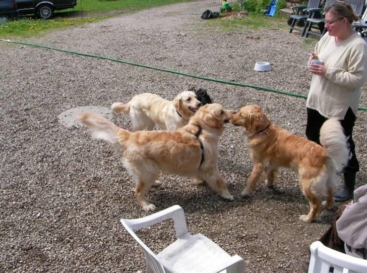 Golden retriever Tikki - Tikki med 2 af hendes store hvalpe. Og Nitte er der også :´) billede 9