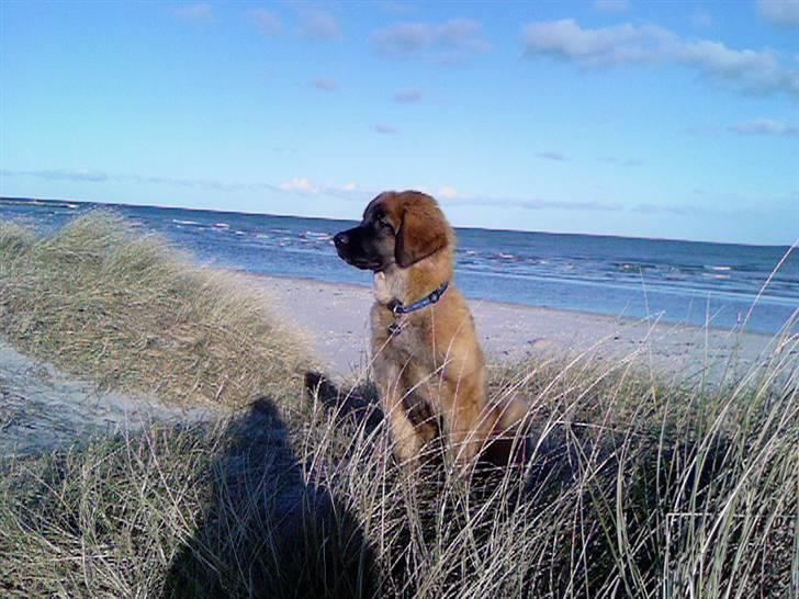 Leonberger Gaia billede 13