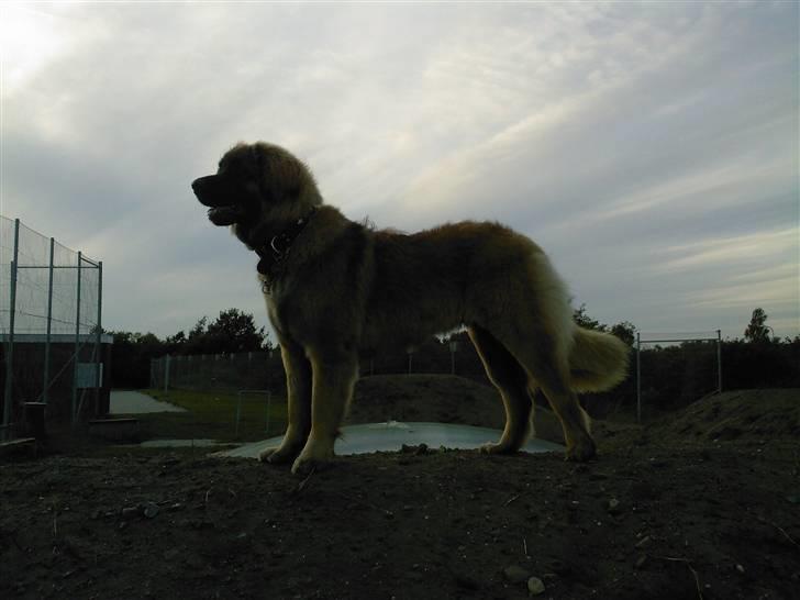 Leonberger Gaia billede 14