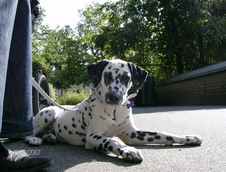 Dalmatiner Bella (potte) - Bella er med i zoologisk have billede 13