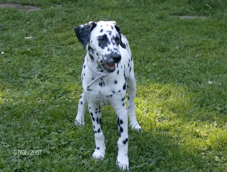 Dalmatiner Bella (potte) billede 14