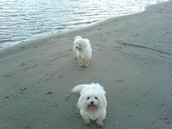 Coton de tulear Basil (Hundehimlen tog imod ham d. 18.03.2014) - Er jeg med på billedet? billede 7