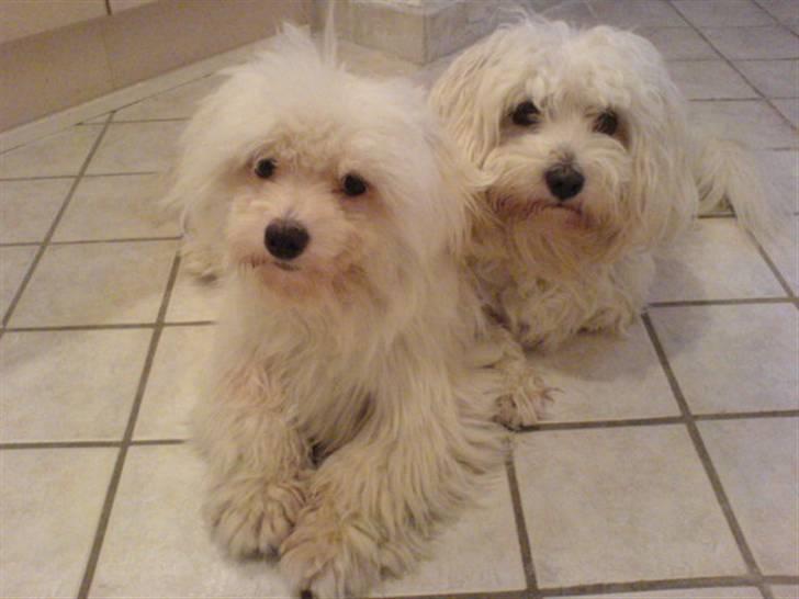 Coton de tulear Basil (Hundehimlen tog imod ham d. 18.03.2014) - Næste gang vil jeg stå foran... billede 8