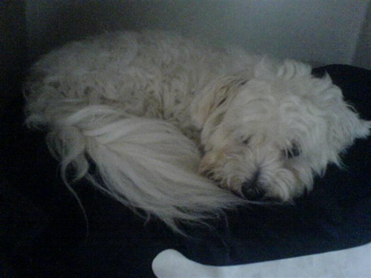 Coton de tulear Basil (Hundehimlen tog imod ham d. 18.03.2014) - Fik puden for mig selv... billede 9