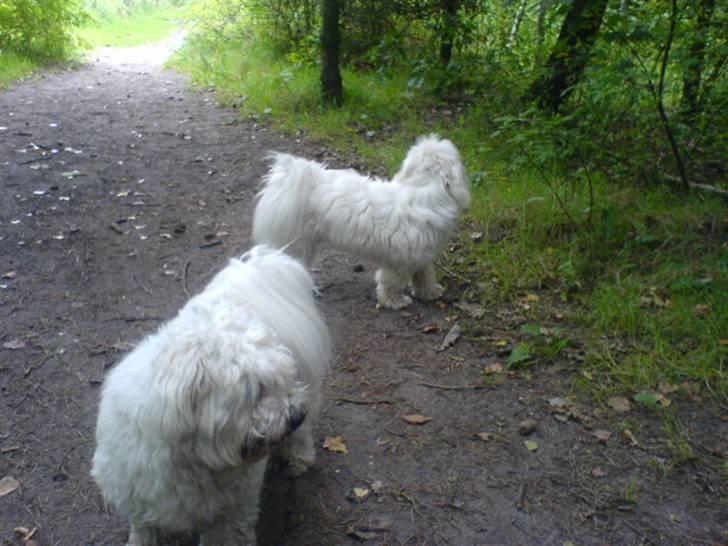 Coton de tulear Basil (Hundehimlen tog imod ham d. 18.03.2014) - Hundeskoven.... Hvor er de andre hunde? billede 10