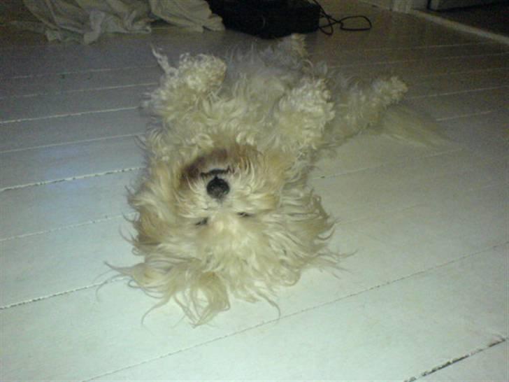 Coton de tulear Basil (Hundehimlen tog imod ham d. 18.03.2014) - Shhh.... det kaldes hunde yoga.... billede 11