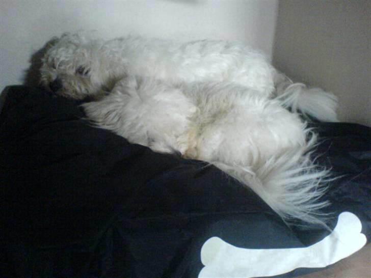 Coton de tulear Futte (Hundehimlen tog imod ham d. 24.11.2011) - Vi sover altid på den samme, selvom vi har en hver.... billede 10