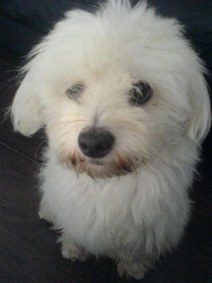 Coton de tulear Futte (Hundehimlen tog imod ham d. 24.11.2011) - Hello..... billede 16