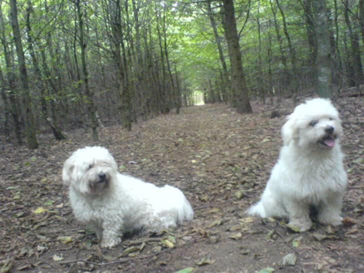 Coton de tulear Basil (Hundehimlen tog imod ham d. 18.03.2014) - Schhh.... jeg synes jeg kan høre en hund? billede 12