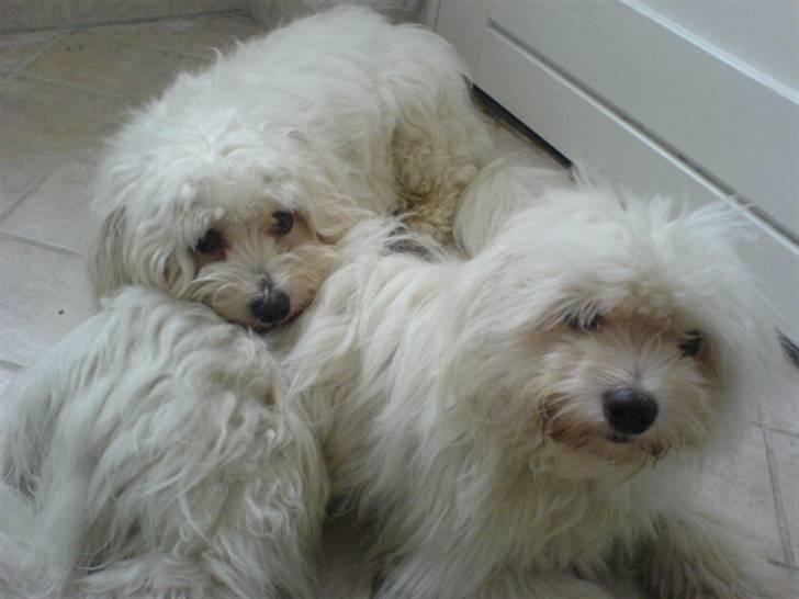 Coton de tulear Basil (Hundehimlen tog imod ham d. 18.03.2014) - Det er ikke mig der har uglet dit hår Futte.... billede 13