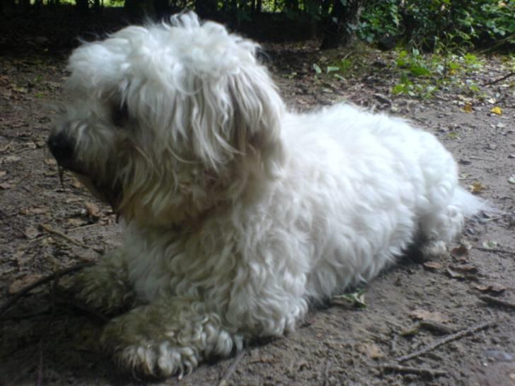 Coton de tulear Basil (Hundehimlen tog imod ham d. 18.03.2014) - Jord, skov og mudder er sagen.... billede 14