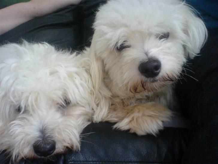 Coton de tulear Basil (Hundehimlen tog imod ham d. 18.03.2014) - Sofa hygge... billede 15