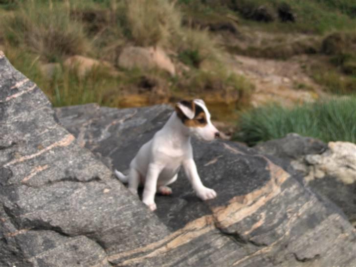 Jack russell terrier hel billede 13