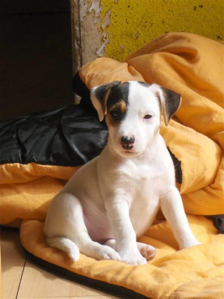 Jack russell terrier hel billede 14