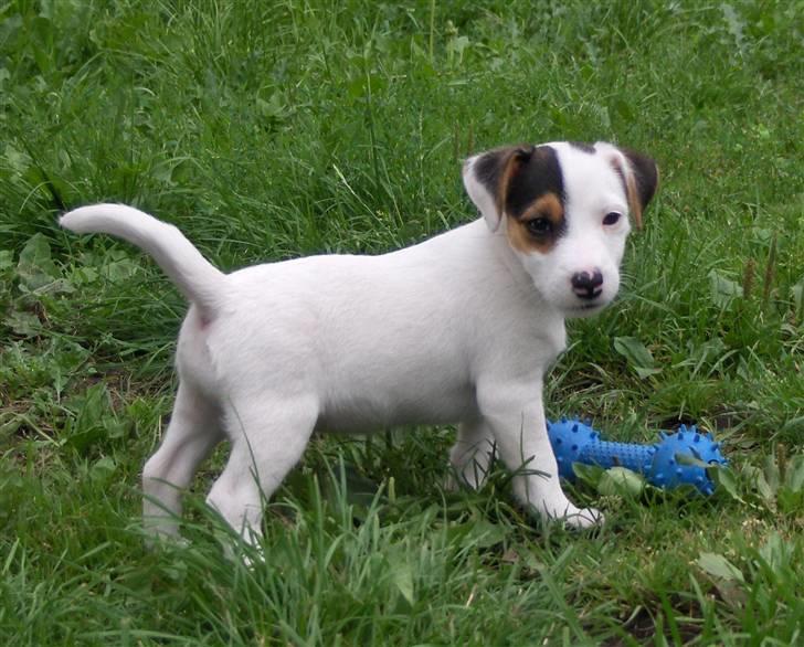 Jack russell terrier hel billede 15