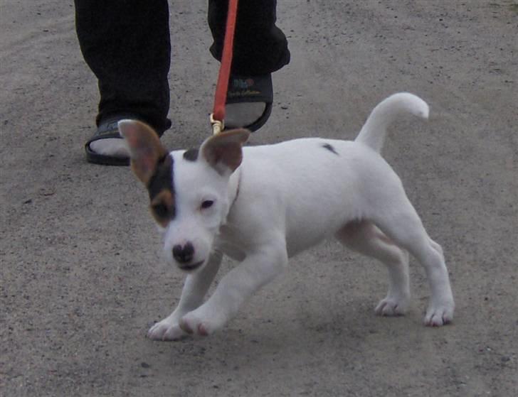 Jack russell terrier hel billede 16