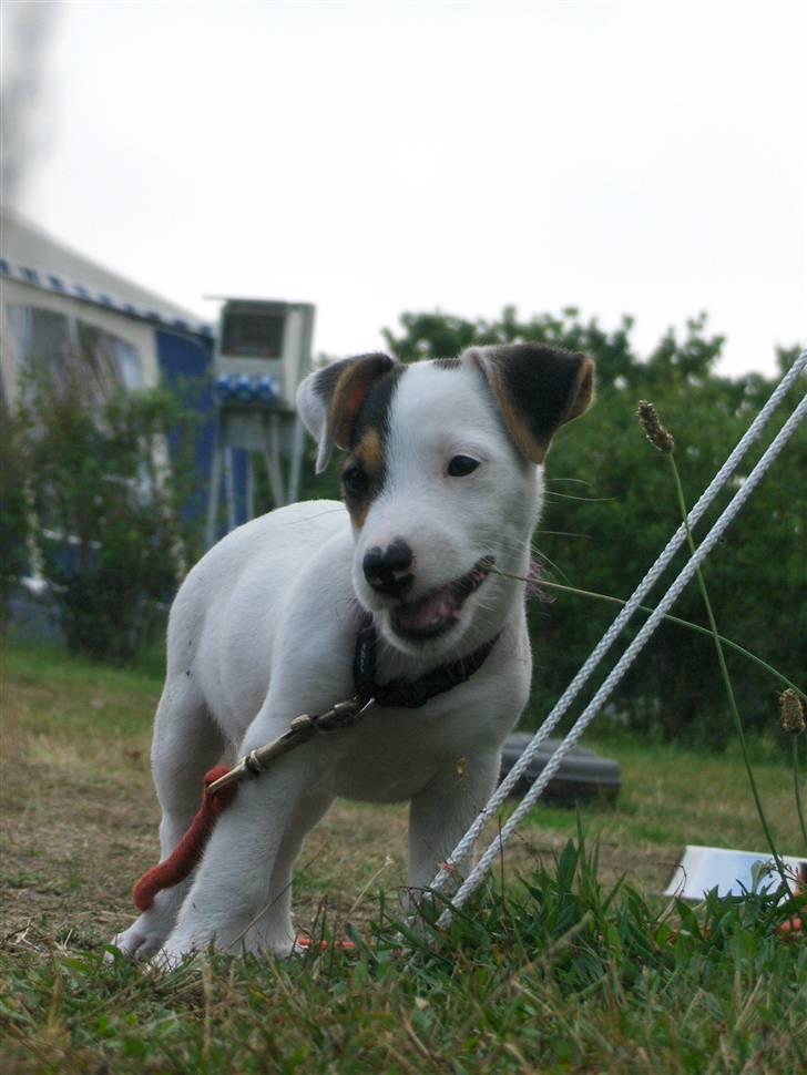 Jack russell terrier hel billede 17
