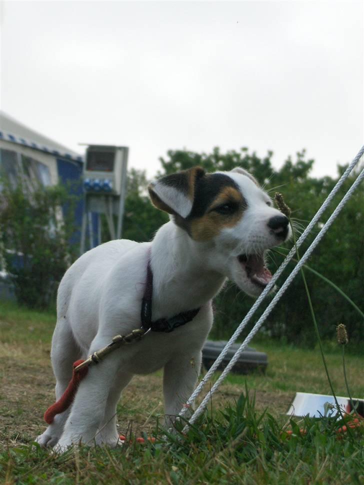Jack russell terrier hel billede 18