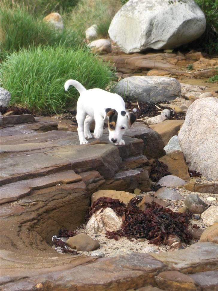 Jack russell terrier hel billede 19