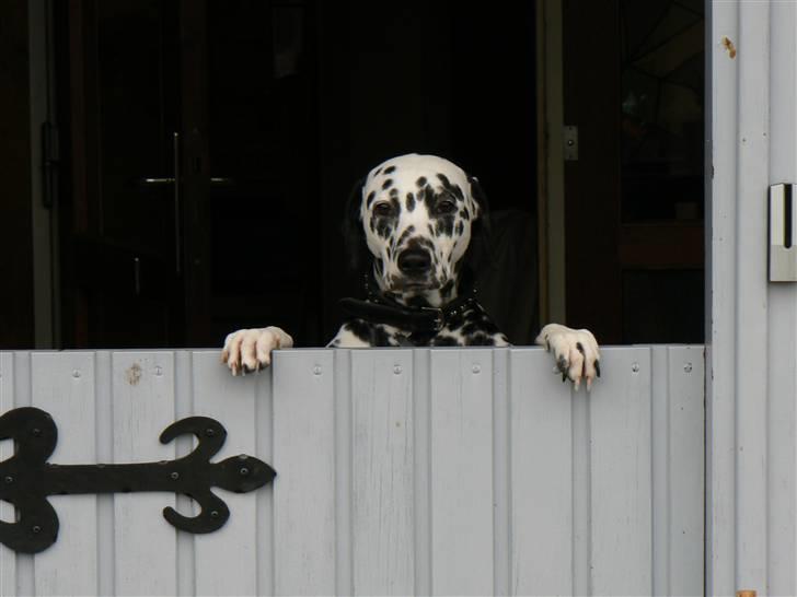 Dalmatiner Sara R.I.P. billede 9