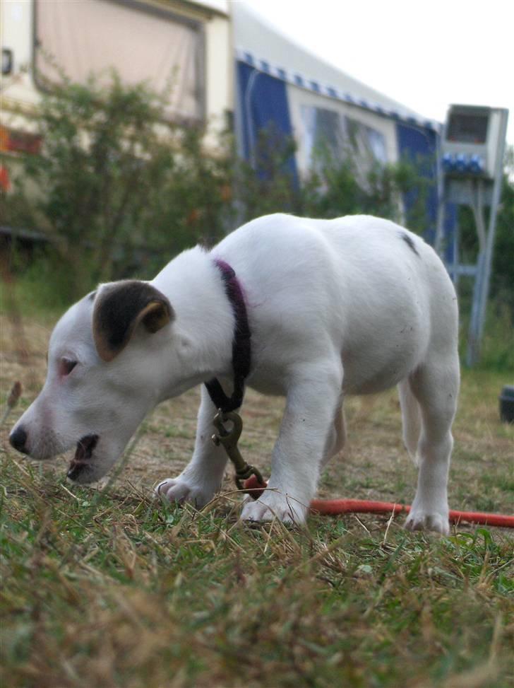 Jack russell terrier hel billede 20